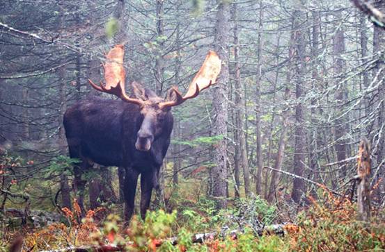 A Moose In The Forest